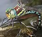 頭部（青色型のメス）