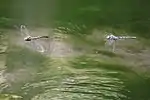 メスの後ろを飛行中のオス