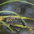 水辺の草に産卵中のメス