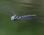 飛行中のオス