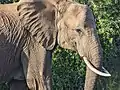 アフリカゾウ(アフリカ獣上目)