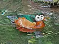 アフリカマメガン（雌）N. auritus
