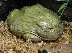 アフリカウシガエル