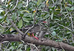 アフリカヒレアシP. senegalensis