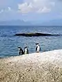 ケープタウン付近にあるボルダーズ海岸のケープペンギン