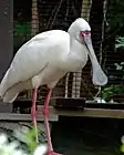 アフリカヘラサギ（2015年（平成27年）9月）