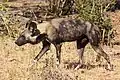 リカオンL. pictus