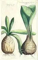 Florilegiumの図版