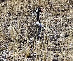 クロエリショウノガン