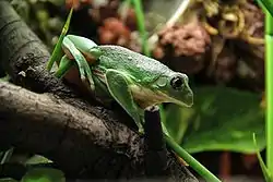 フトアマガエル