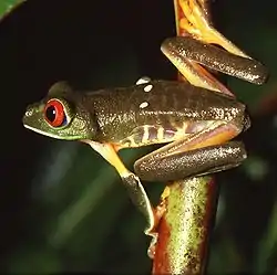 アカメアマガエル