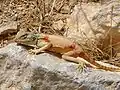 シナイアガマの雌。イスラエルのペレス川にて。
