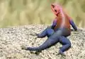 レインボーアガマAgama agama