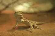 灰色のヤモリ