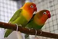 ルリゴシボタンインコ アフリカ