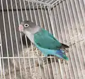 ボタンインコ アフリカ
