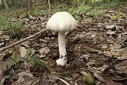 参考：ウスキモリノカサ。森林性のハラタケ類である。