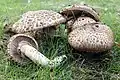 Agaricus bohusii 鱗片状の傘