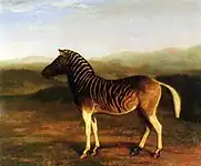 クアッガ(絶滅したサバンナシマウマの亜種)