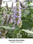 Agastache foeniculum