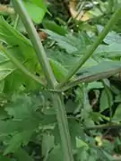 茎は断面が四角形で分枝する。