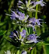 Agastache scrophulariifoliaタイプ種
