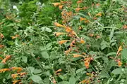 Agastache aurantiaca