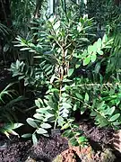 Agathis ovata の幼木