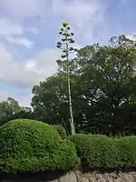 2016年7月に開花したアオノリュウゼツラン（開花後に刈り取り）