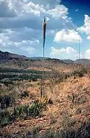 レチュギヤ（Agave lechuguilla）はチワワ砂漠の指標植物のひとつ