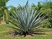 原料となる Agave tequilana（竜舌蘭）