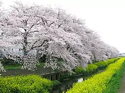 一本杉橋付近の芝川(左岸側が上尾村)