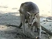 ワラビー