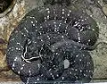 クマドリマムシA. bilineatus