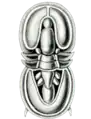 アグノストゥス・ピシフォルミス　Agnostus pisiformis　