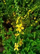 Agrimonia eupatoria