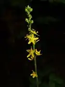 ヒメキンミズヒキ