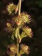 果時の花床筒。鉤状の刺がある。