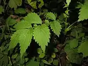 奇数羽状複葉の葉