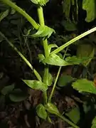 托葉