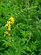 Agrimonia procera