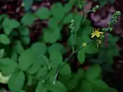 Agrimonia pubescens