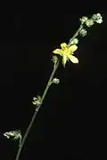 Agrimonia rostellata