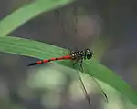 ホソアカトンボ属ホソアカトンボAgrionoptera insignis