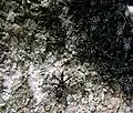 集団越冬する幼虫