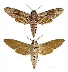 Agrius convolvuli
