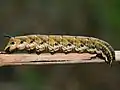 褐色の幼虫