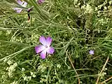 茎や葉は細長く毛が生える