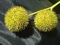 プラタナス(スズカケノキ科)の痩果型多花果