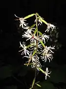 頭花は3個の小花からなる。1小花は花冠が4-5裂し、1個の雌蕊がある。
